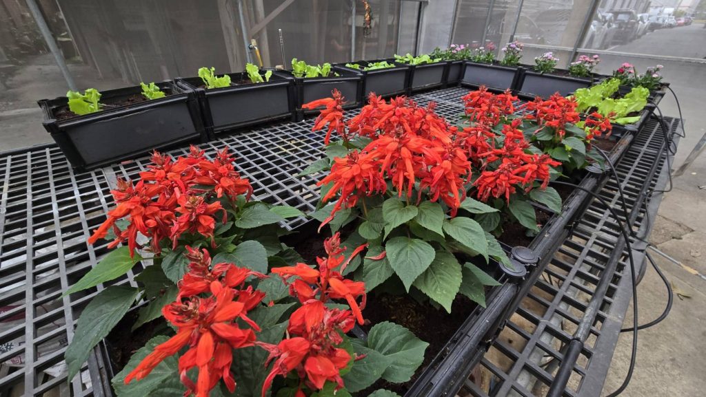 小田園與校園綠化